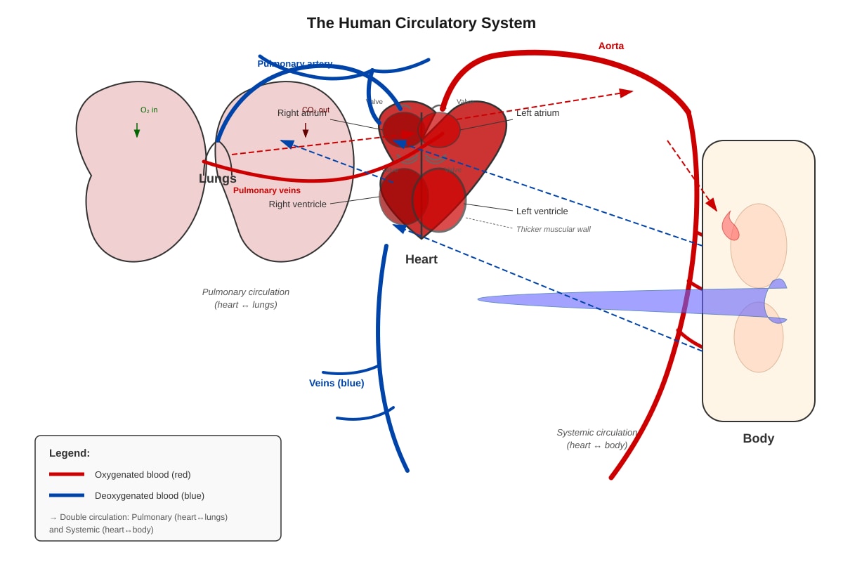Diagram for Q35 (P6 Science)