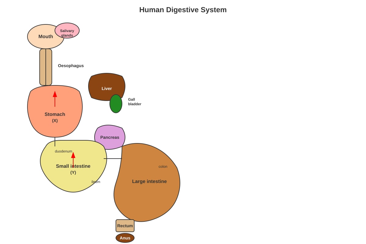 Diagram for Q32 (P5 Science)