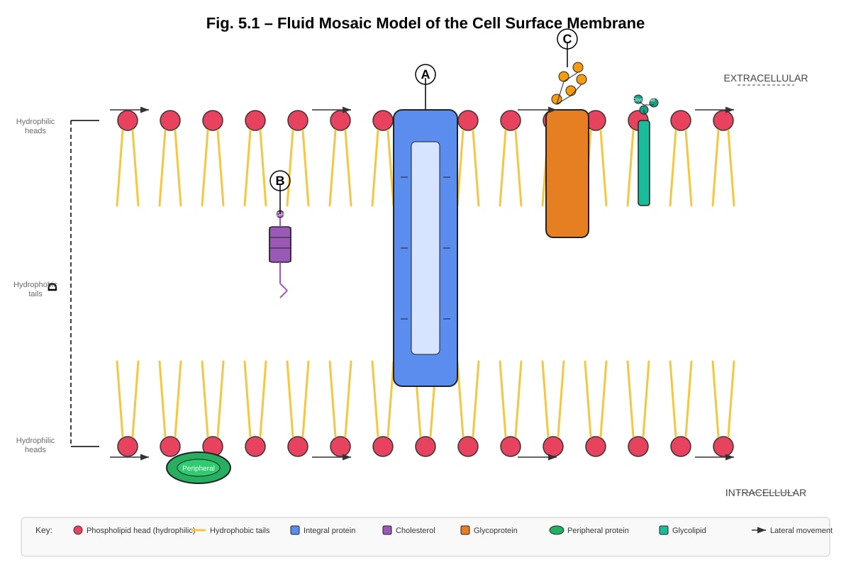 Diagram for Q5 (ALEVEL Biology H1)