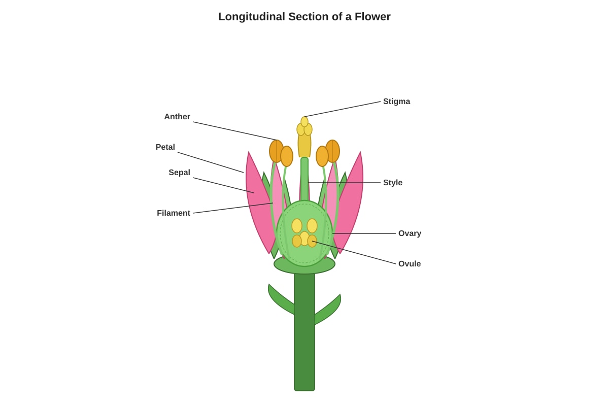 Diagram for Q5 (P5 Science)