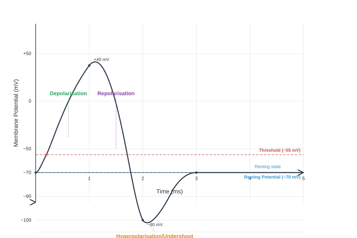 Graph for Q8 (ALEVEL Biology H3)