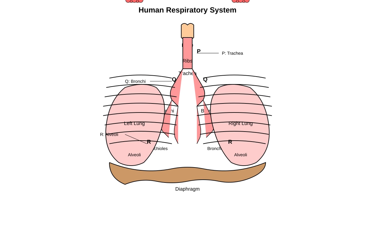 Diagram for Q30 (P5 Science)