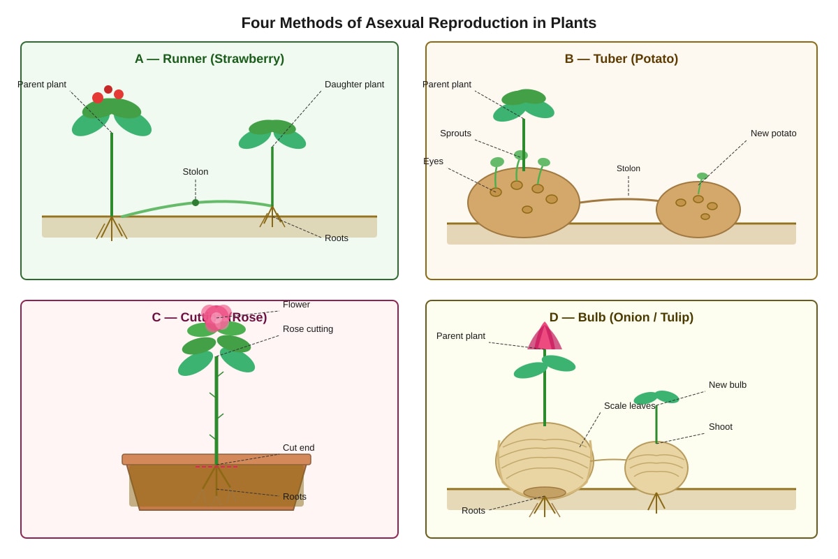 Diagram for Q30 (P6 Science)