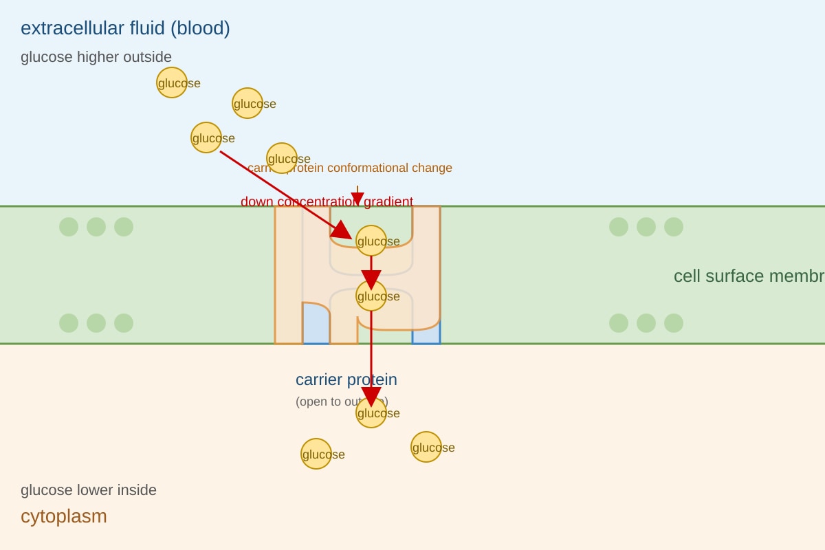 Diagram for Q11 (ALEVEL Biology H1)