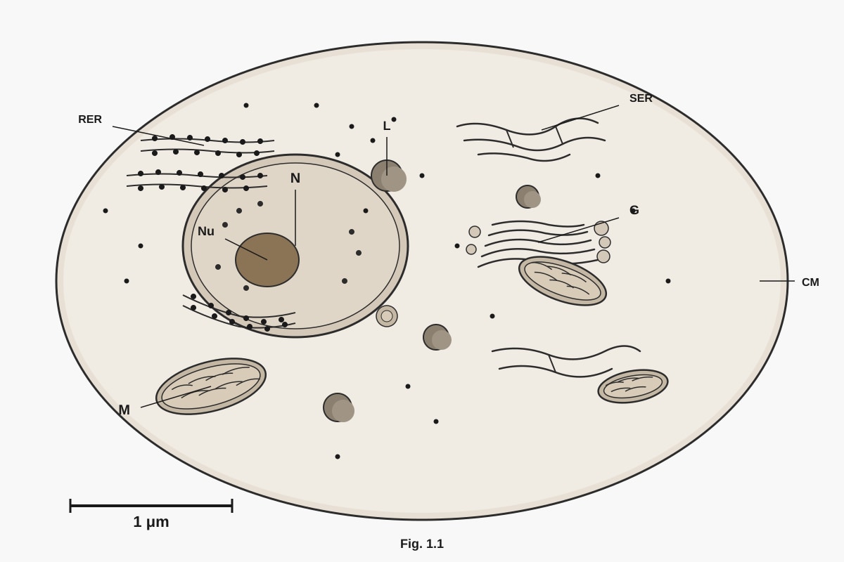Figure for Q1 (ALEVEL Biology H1)