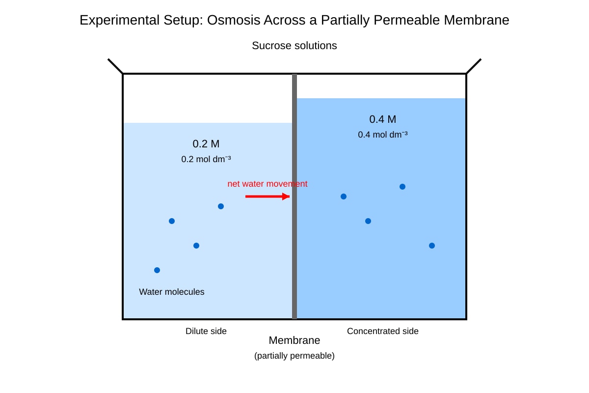 Experimental Setup for Q9 (ALEVEL Biology H1)