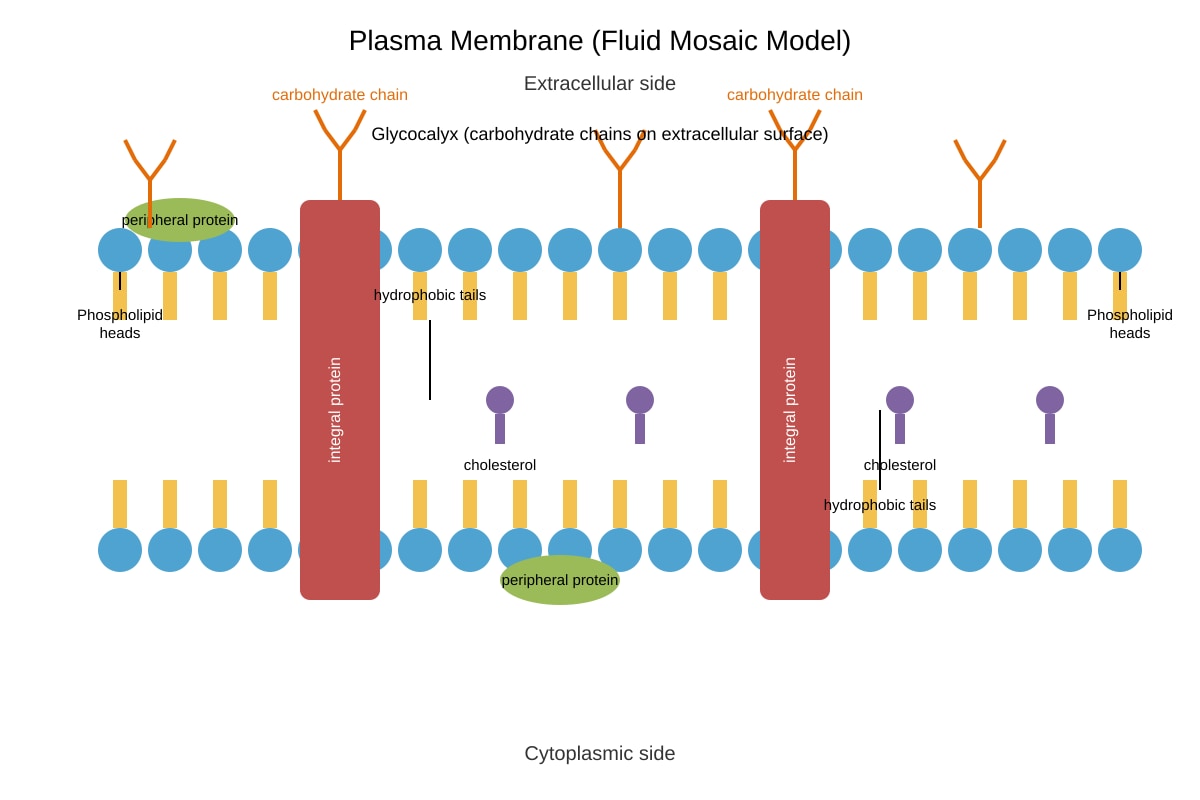 Diagram for Q14 (ALEVEL Biology H3)