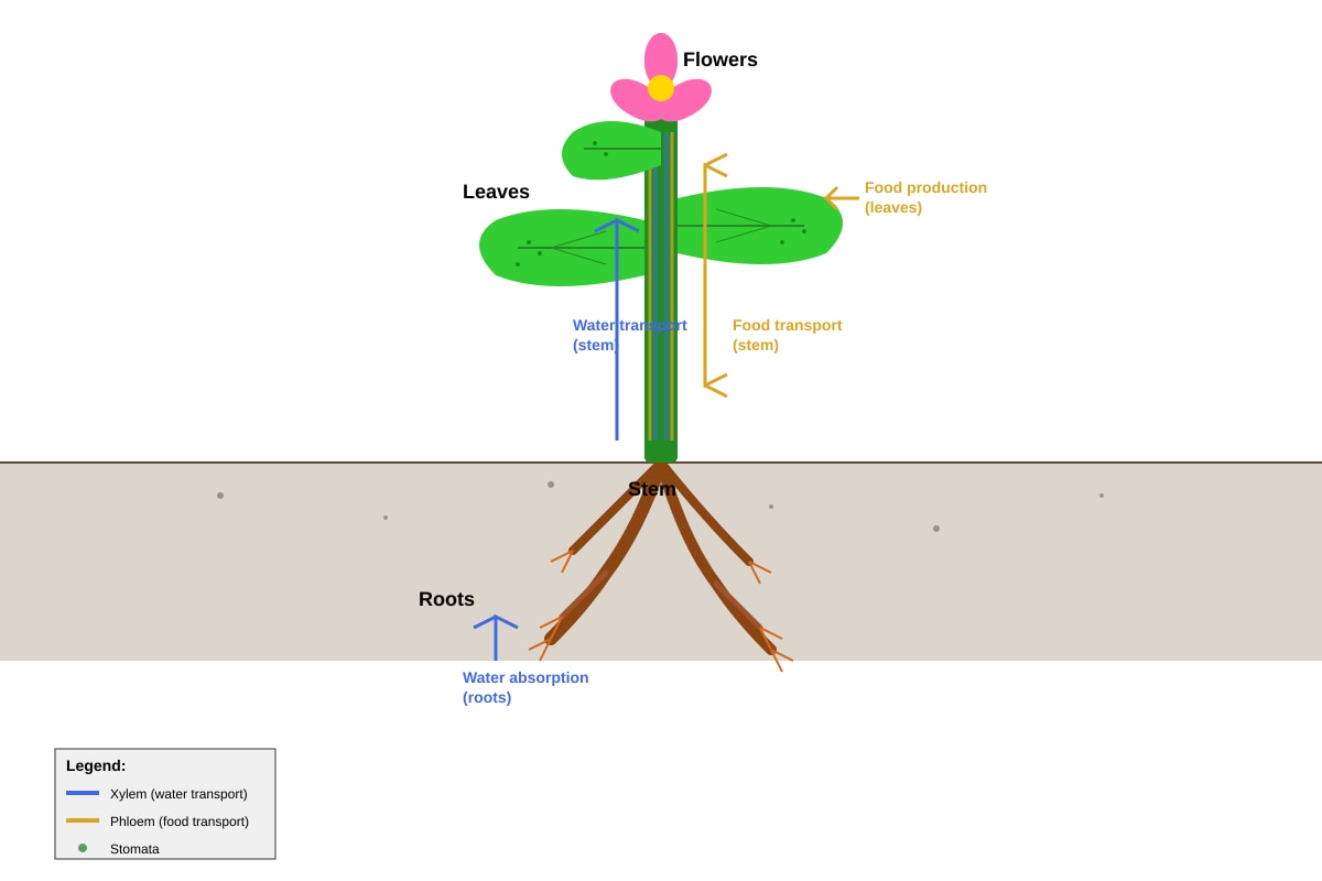Diagram for Q33 (P5 Science)