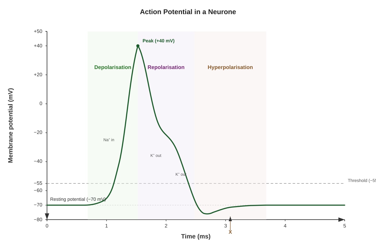 Graph for Q7 (ALEVEL Biology H3)