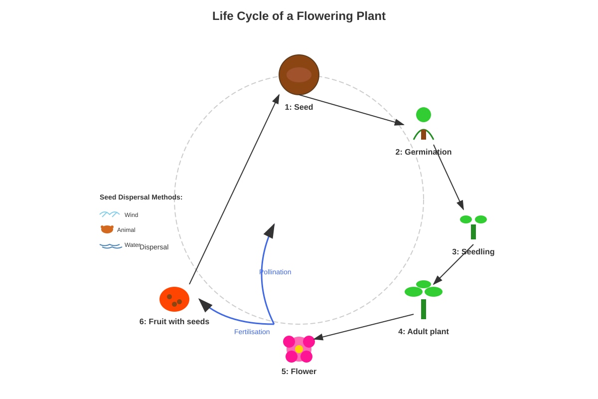 Diagram for Q19 (P5 Science)