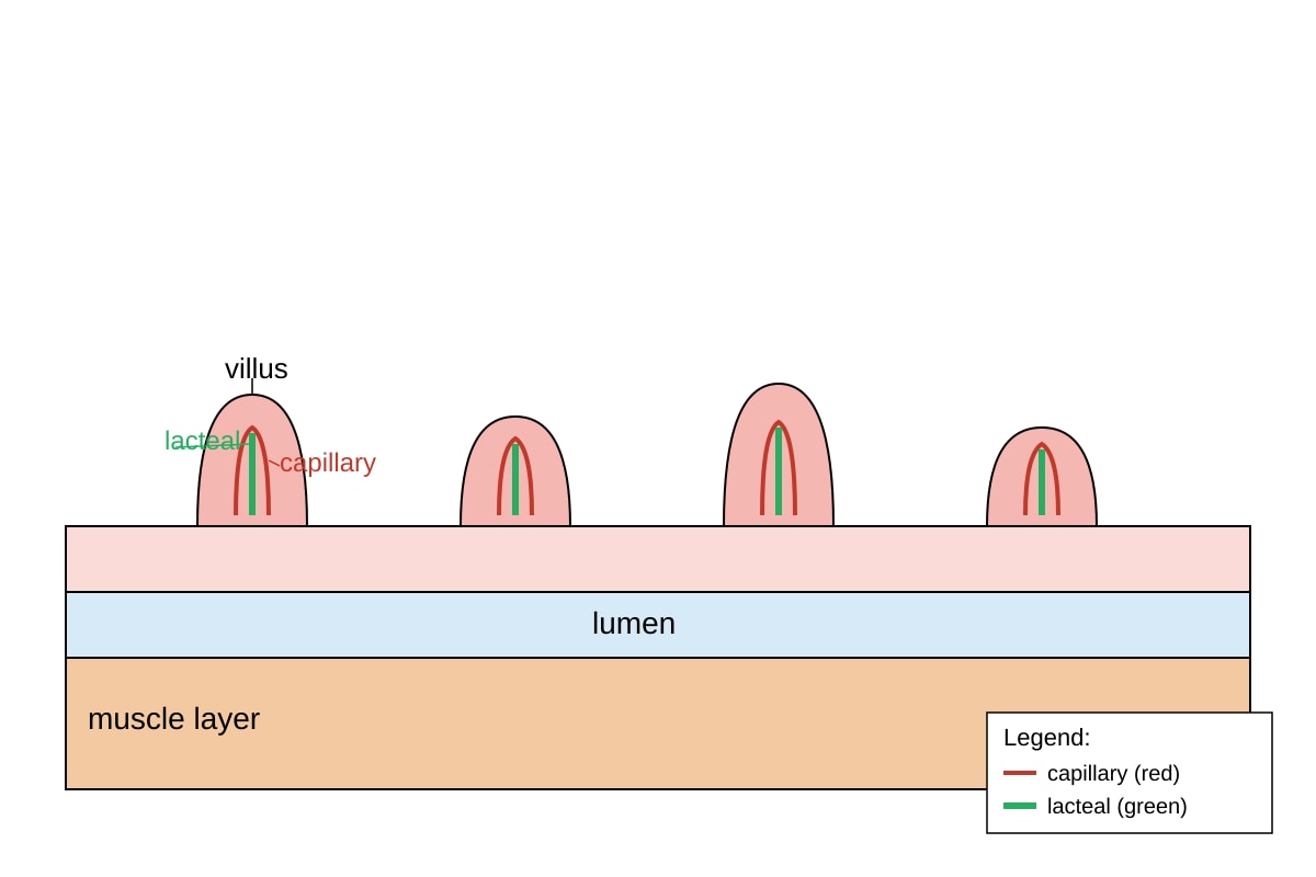 Diagram for Q20 (OLEVEL Combined Science)