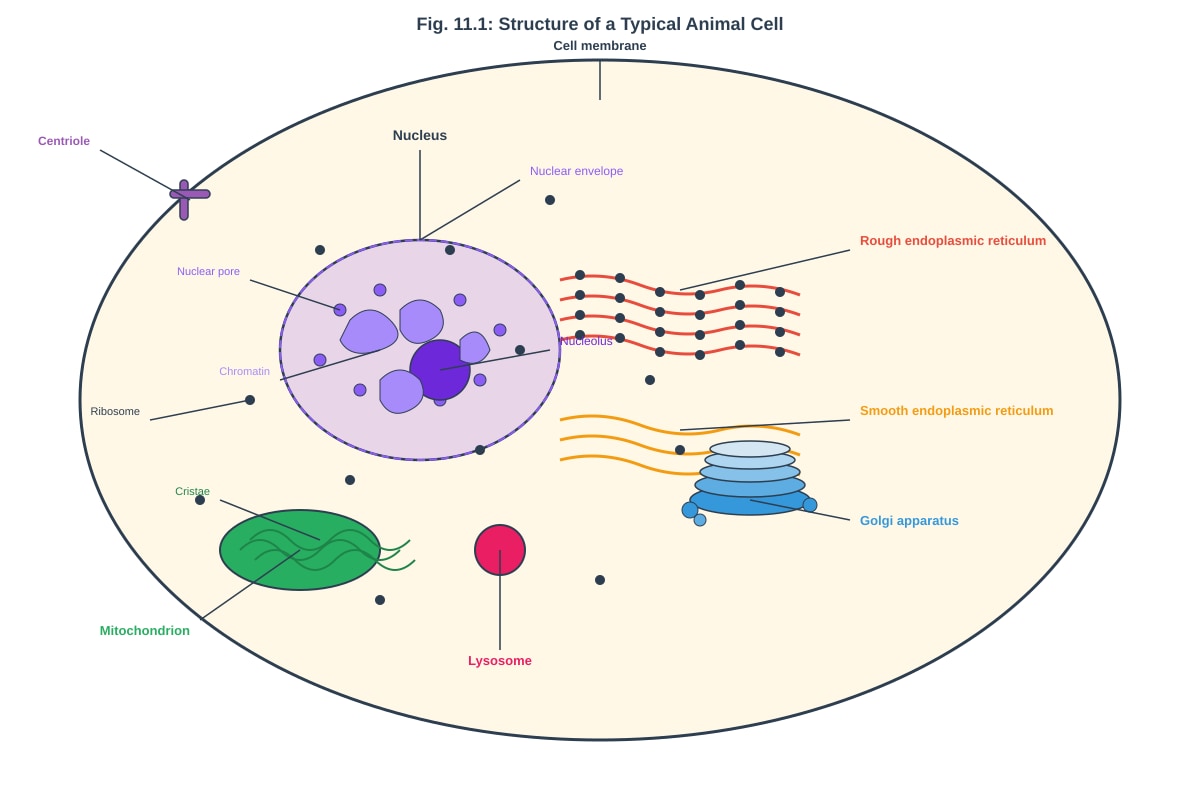 Diagram for Q11 (ALEVEL Biology H2)