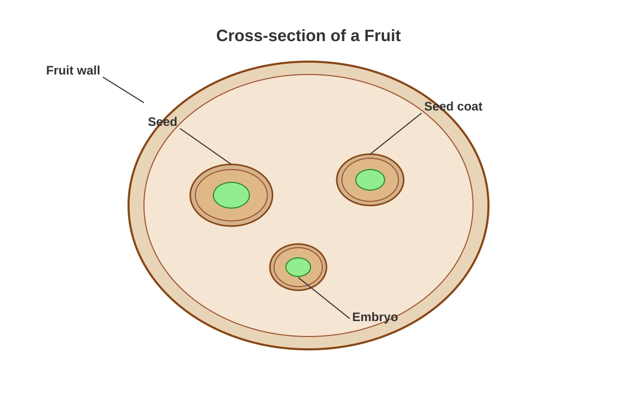 Diagram for Q26 (P4 Science)