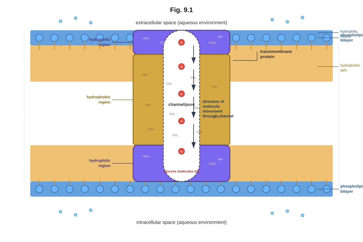 Diagram for Q9 (ALEVEL Biology H2)