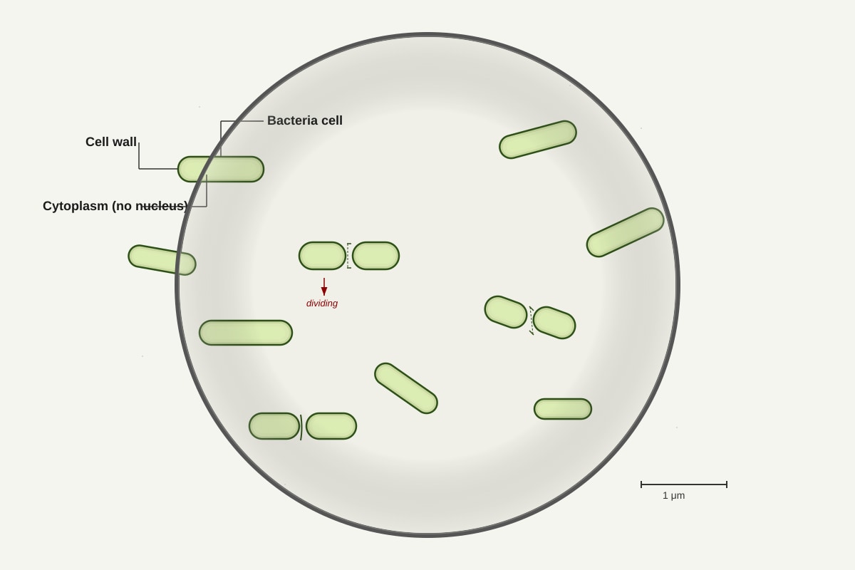 Diagram for Q23 (P4 Science)