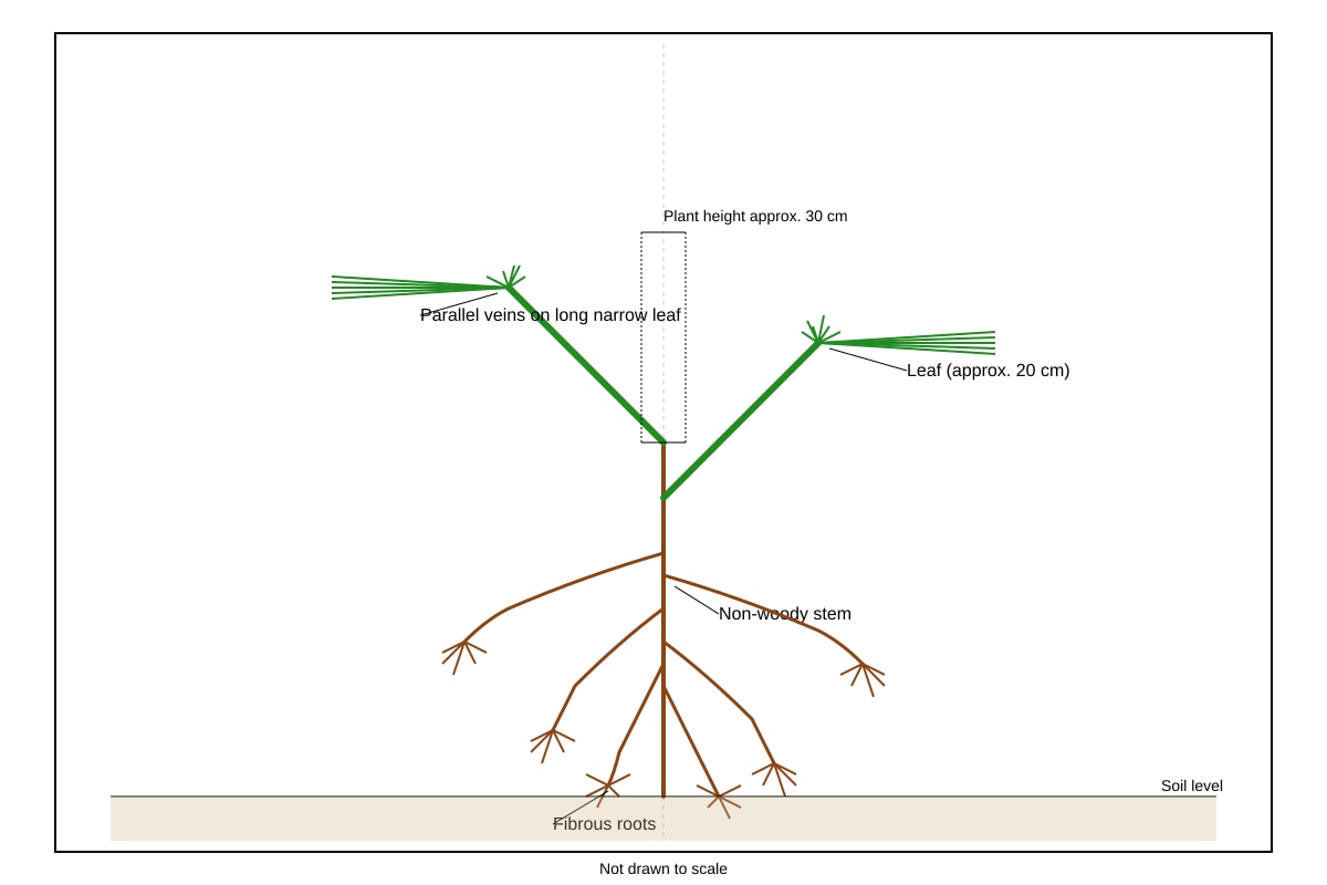 Diagram for Q4 (P5 Science)
