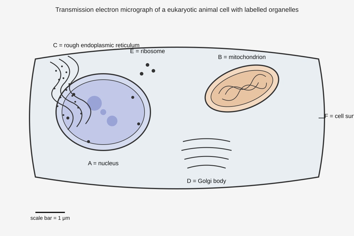 Diagram for Q9 (ALEVEL Biology H2)