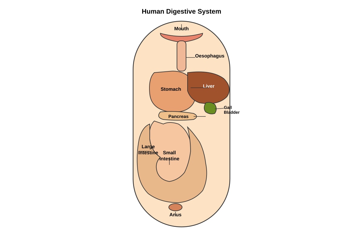 Diagram for Q32 (P4 Science)