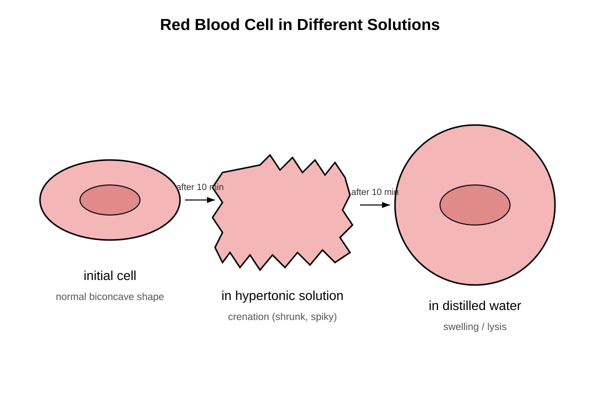 Diagram for Q7 (SEC4 Pure Biology)