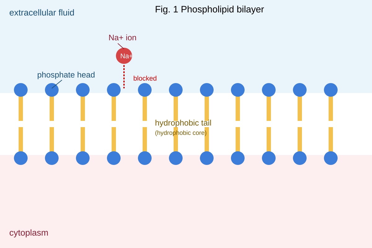 Diagram for Q6 (ALEVEL Biology H2)