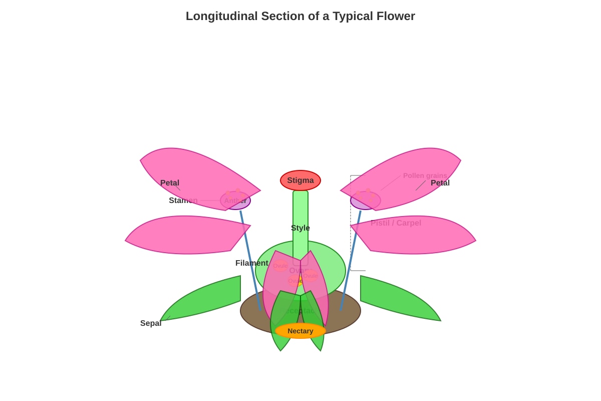Diagram for Q33 (P6 Science)