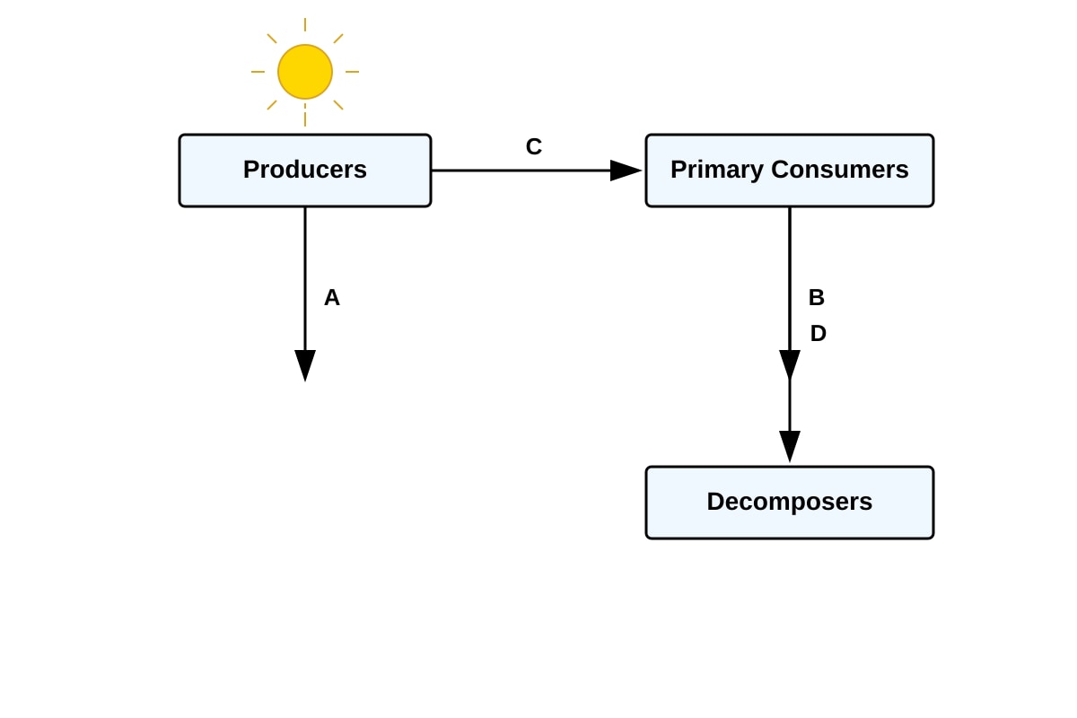 Diagram for Q4 (ALEVEL Biology H1)