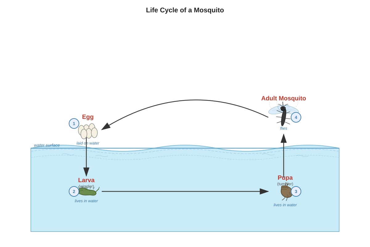 Diagram for Q18 (P4 Science)