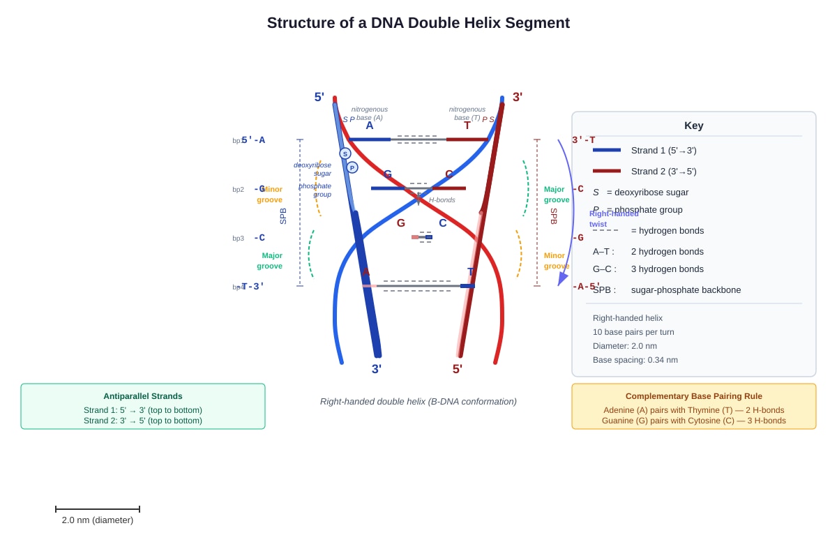 Diagram for Q19 (SEC3 Biology)