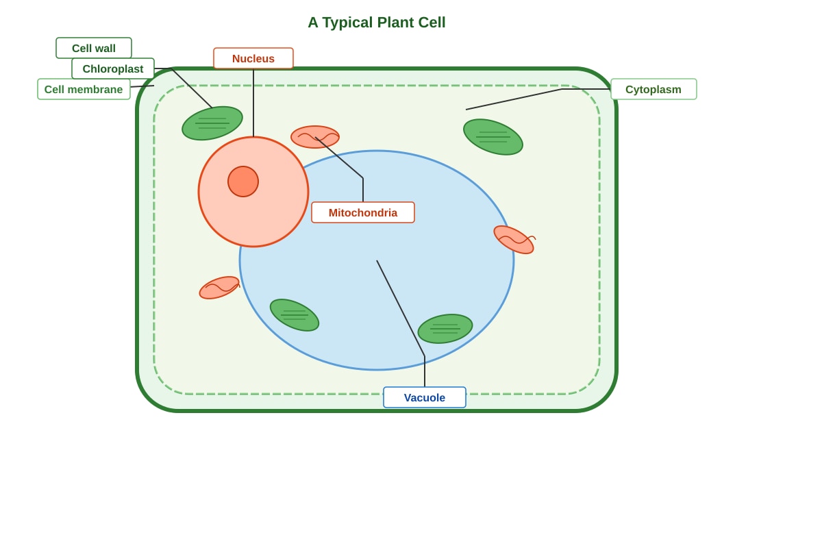 Diagram for Q2 (P5 Science)