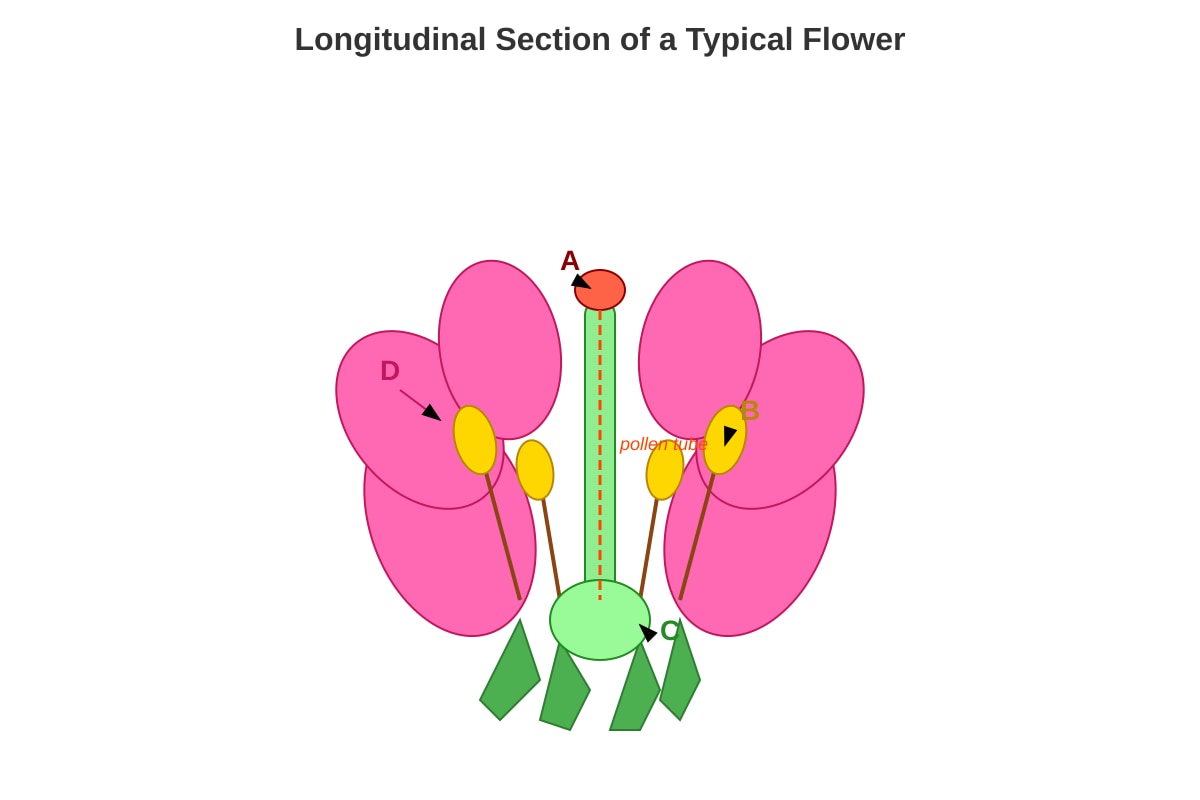 Diagram for Q7 (P5 Science)