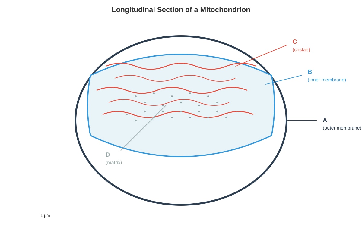 Diagram for Q2 (SEC3 Biology)