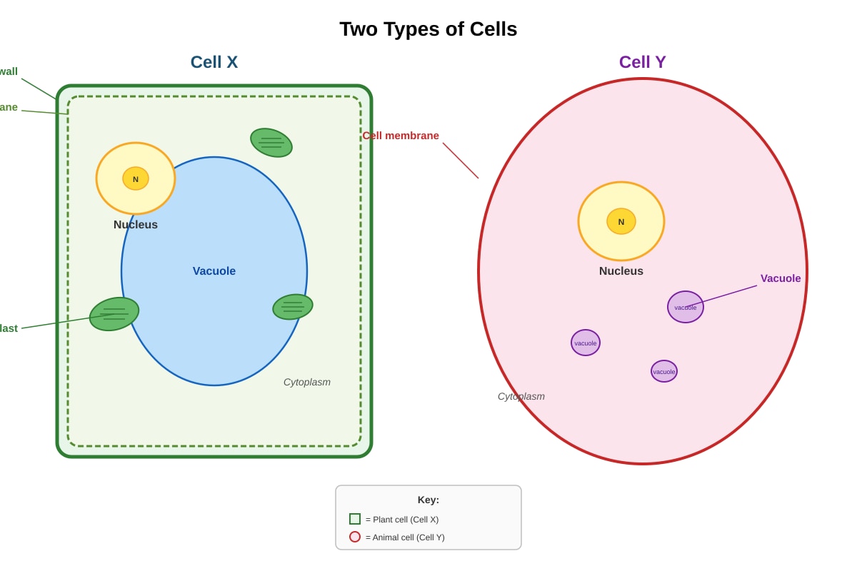 Diagram for Q29 (P5 Science)
