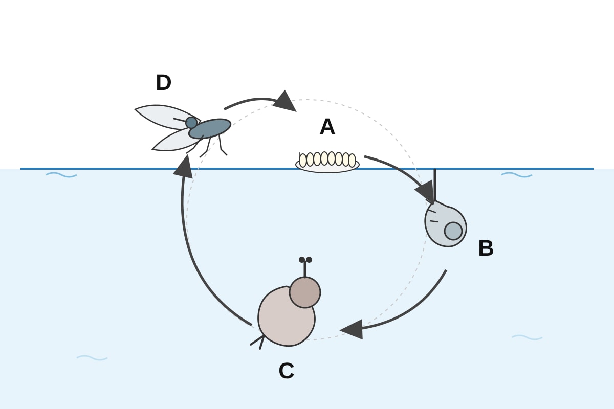 Diagram for Q11 (P4 Science)