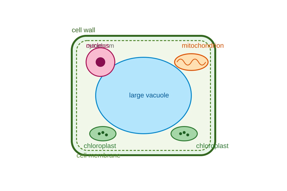 Diagram for Q5 (SEC4 Combined Sci Bio)