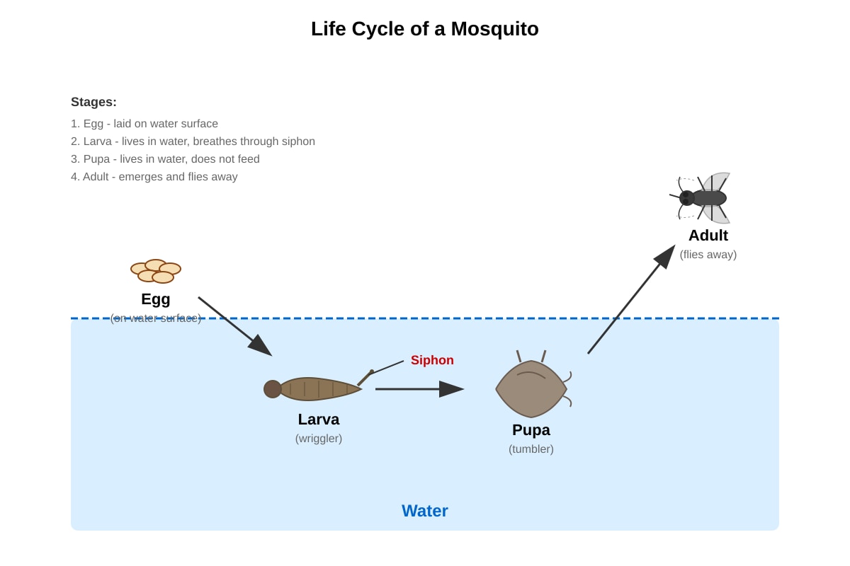 Diagram for Q30 (P5 Science)