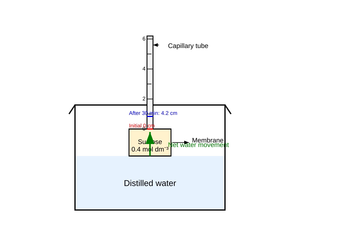 Experimental Setup for Q11 (ALEVEL Biology H2)