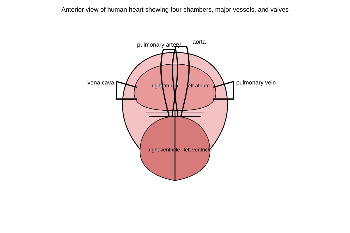 Diagram for Q11 (SEC4 Combined Sci Bio)