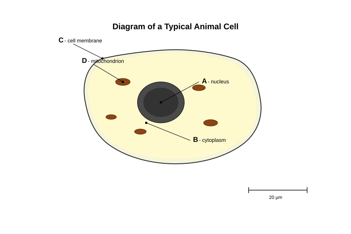 Diagram for Q22 (P5 Science)