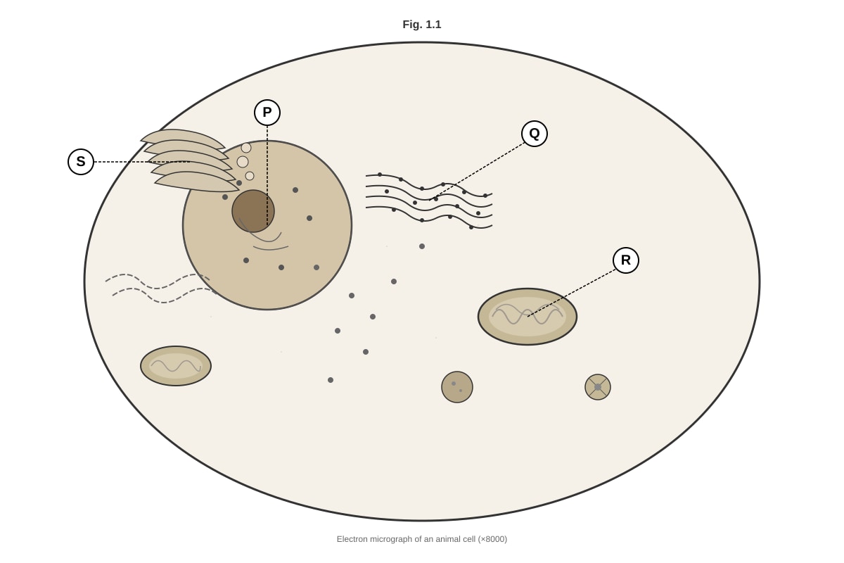 Diagram for placeholder 2 (SEC4 Pure Biology)