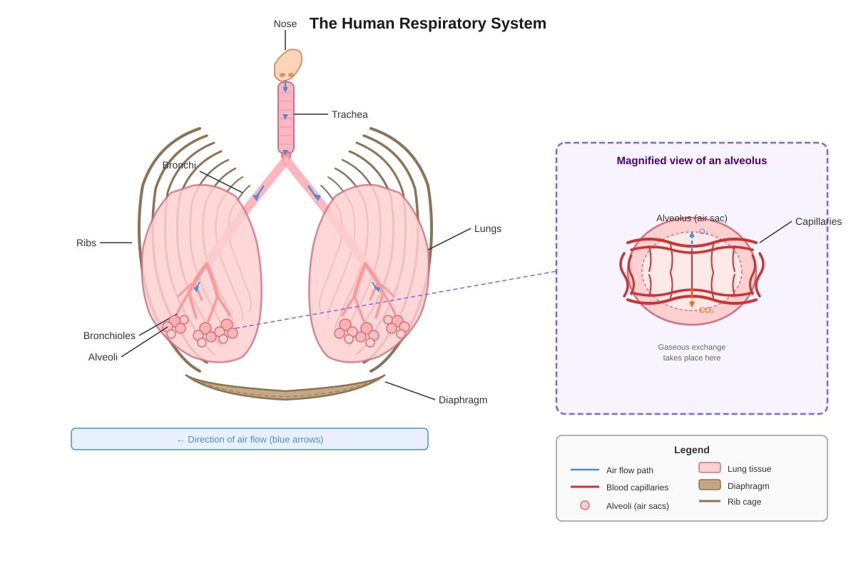 Diagram for Q34 (P5 Science)