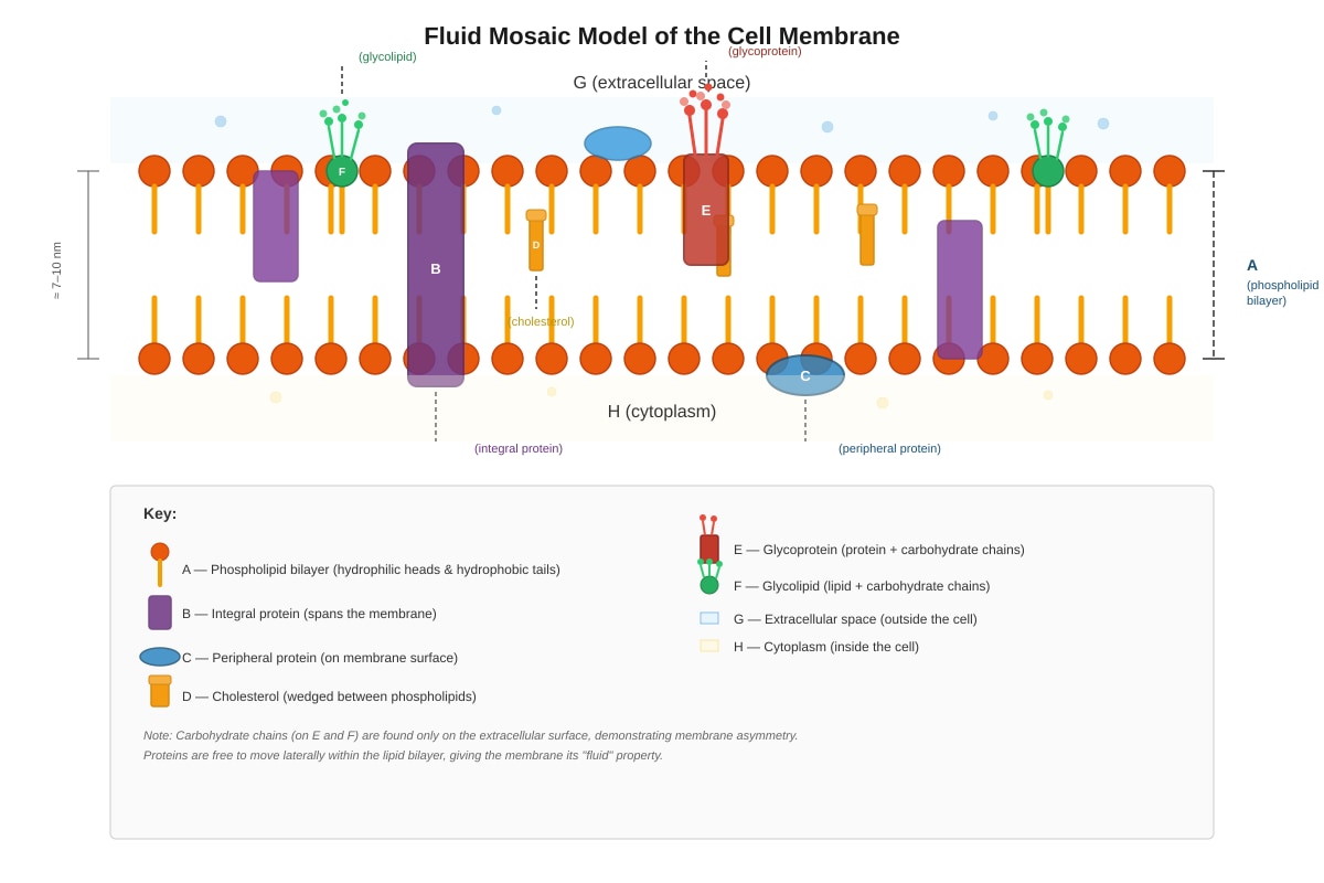 Diagram for Q13 (SEC3 Biology)