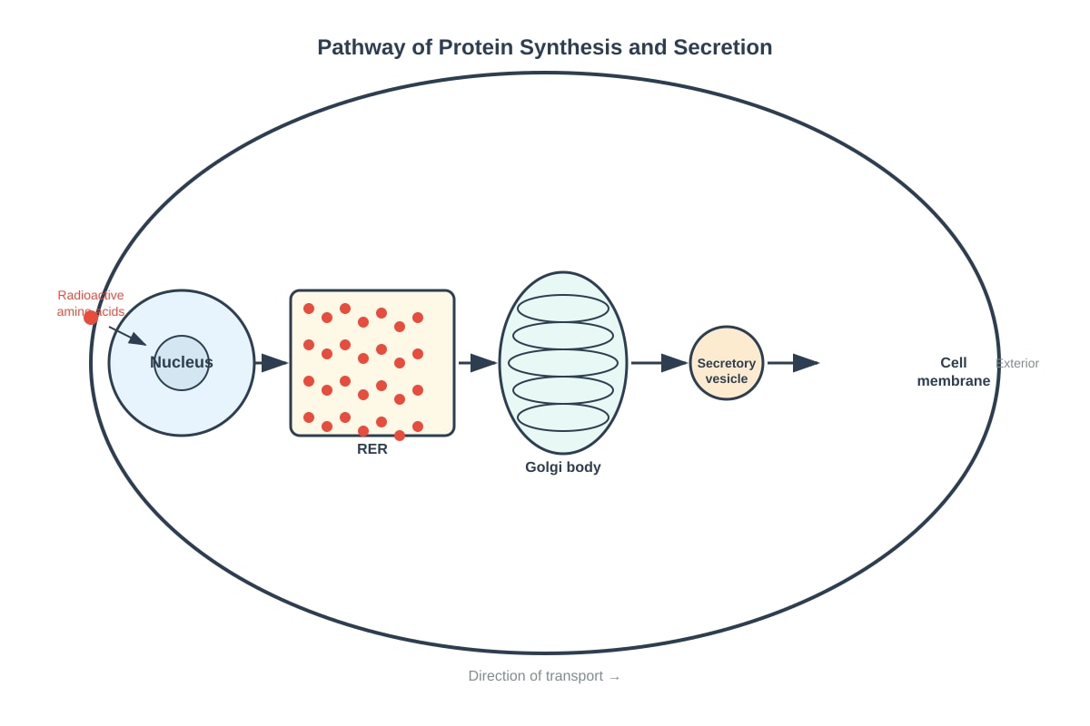 Diagram for Q6 (SEC3 Biology)
