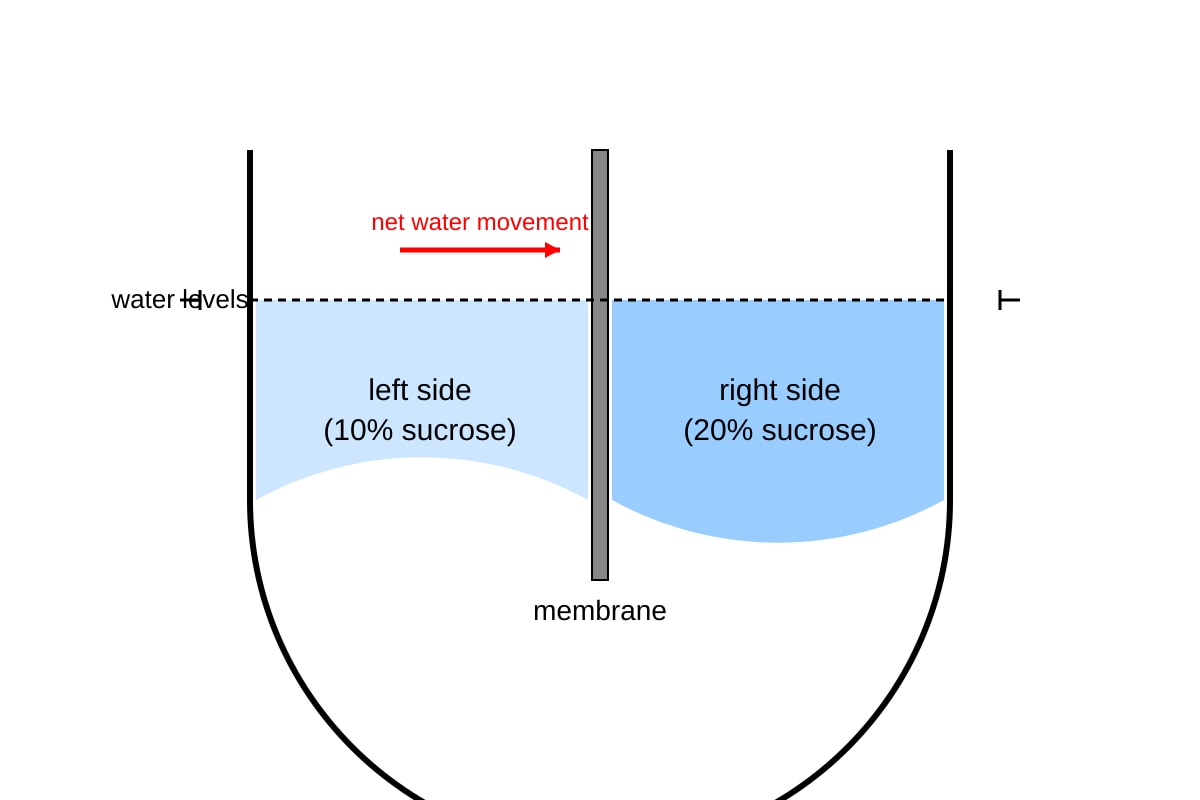 Diagram for Q17 (OLEVEL Biology)