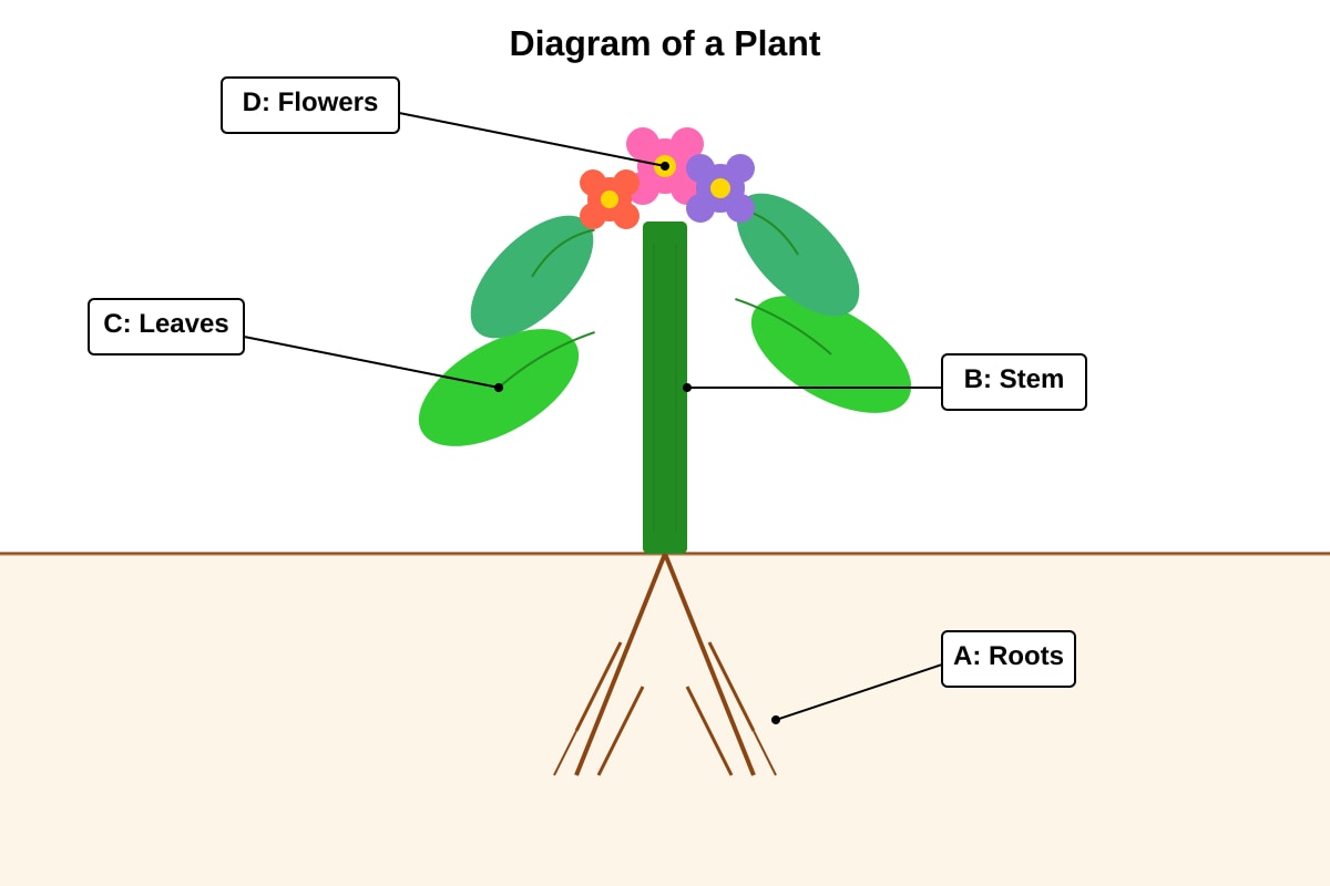 Diagram for Q18 (P4 Science)