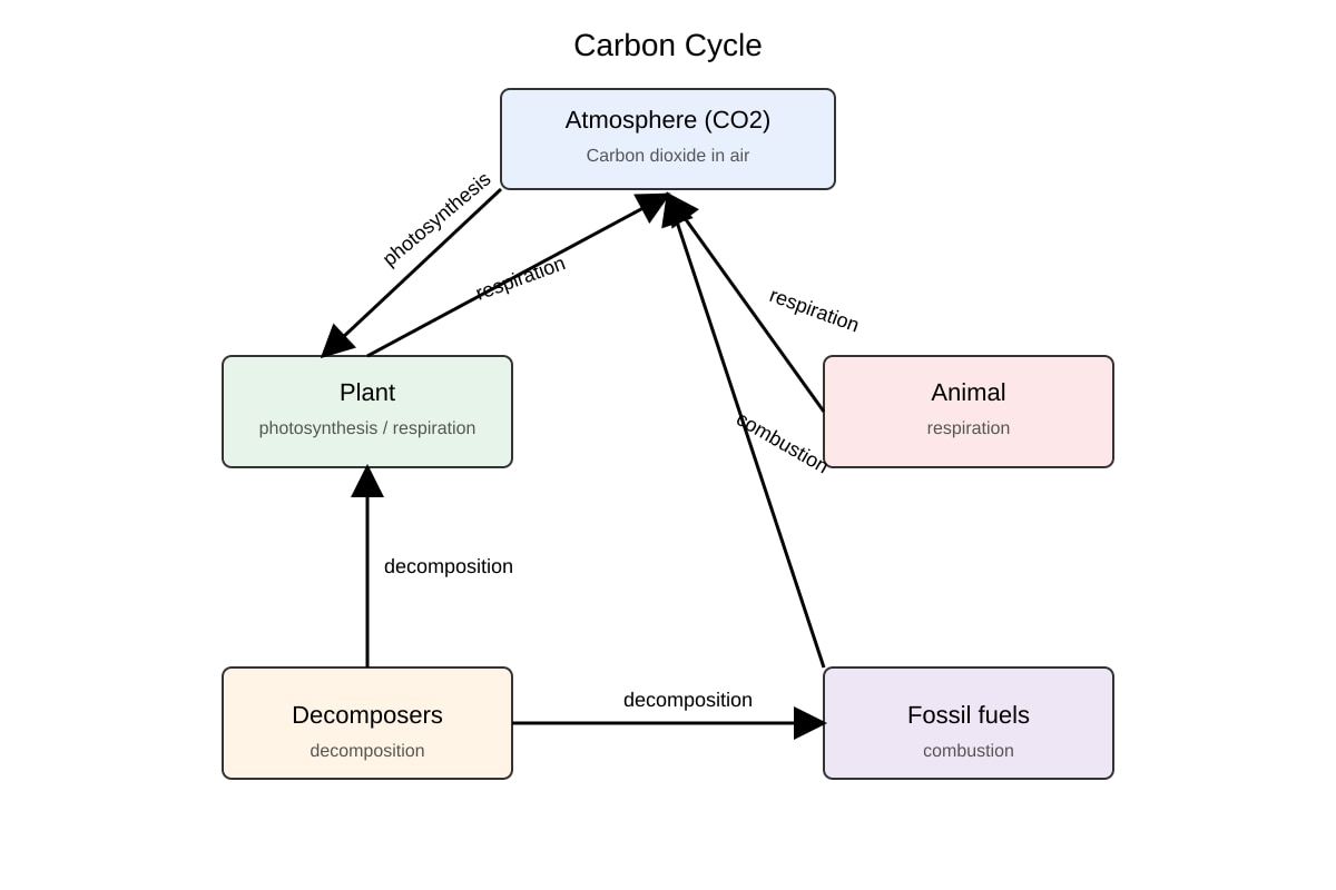 Diagram for Q19 (OLEVEL Biology)