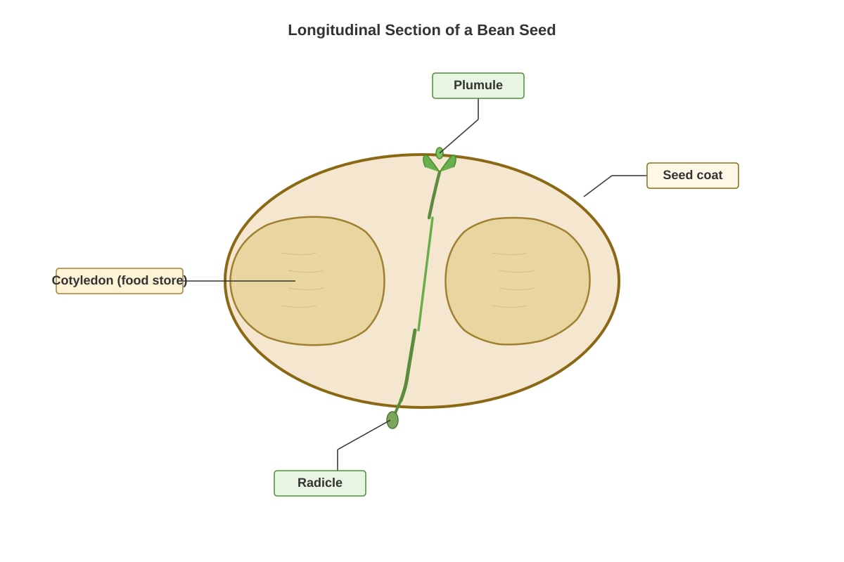 Diagram for Q9 (P5 Science)