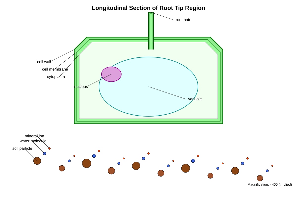 Diagram for Q6 (SEC3 Biology)