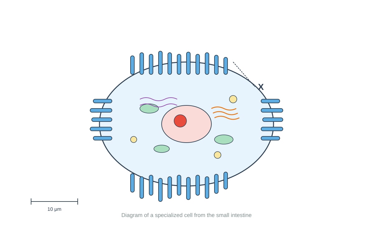Diagram for placeholder 2 (SEC1 Science)