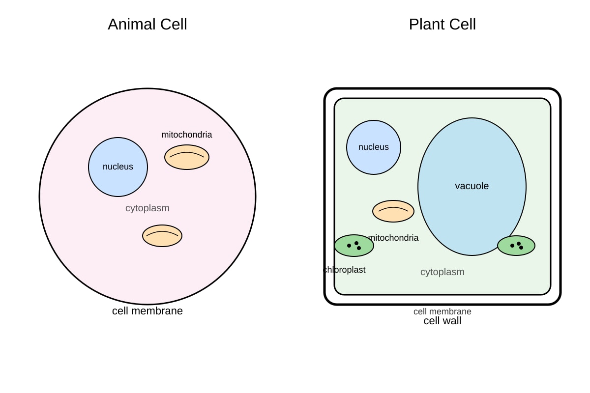 Diagram for 10 (SEC4 Combined Sci Bio)