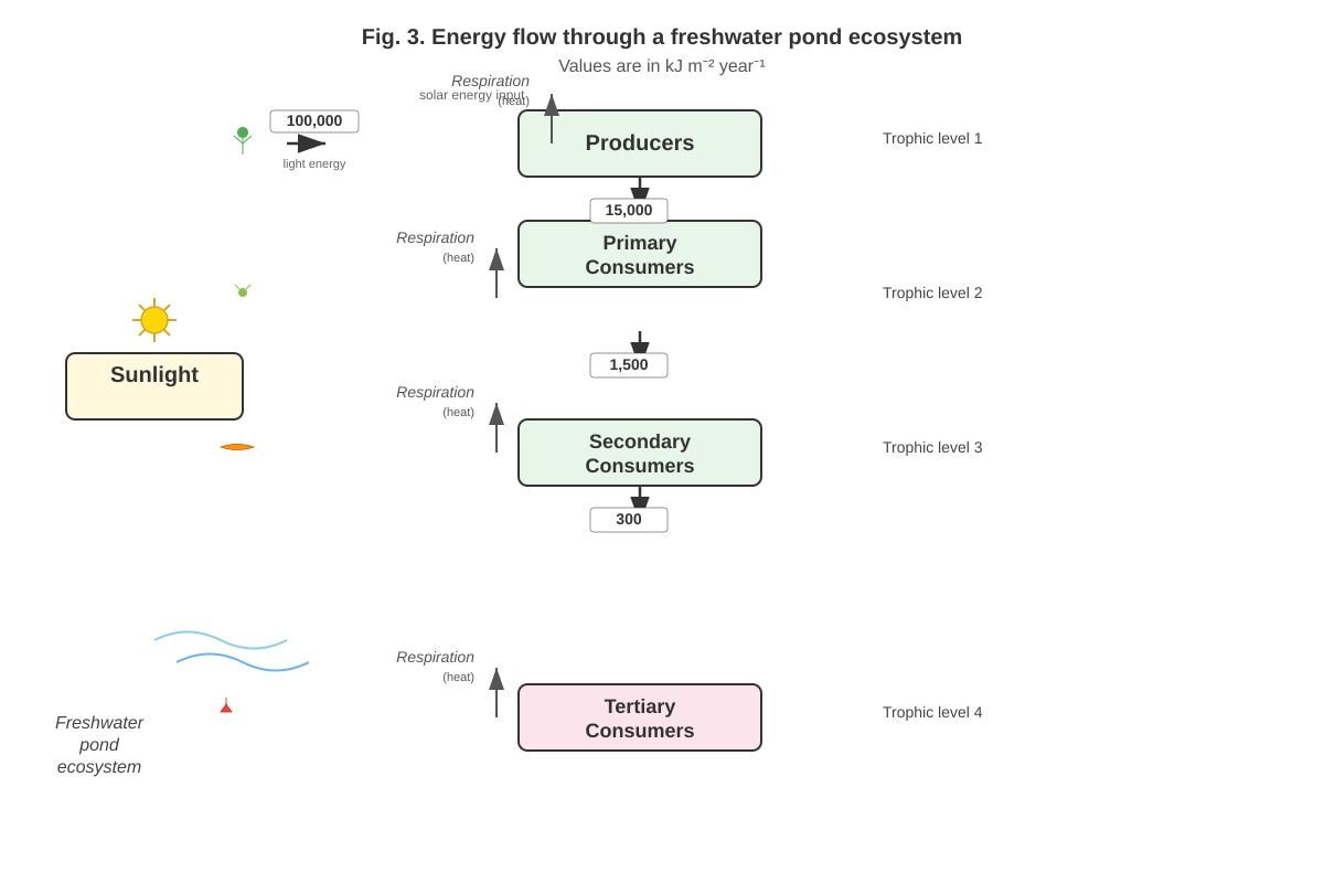 Diagram for Q13 (ALEVEL Biology H1)